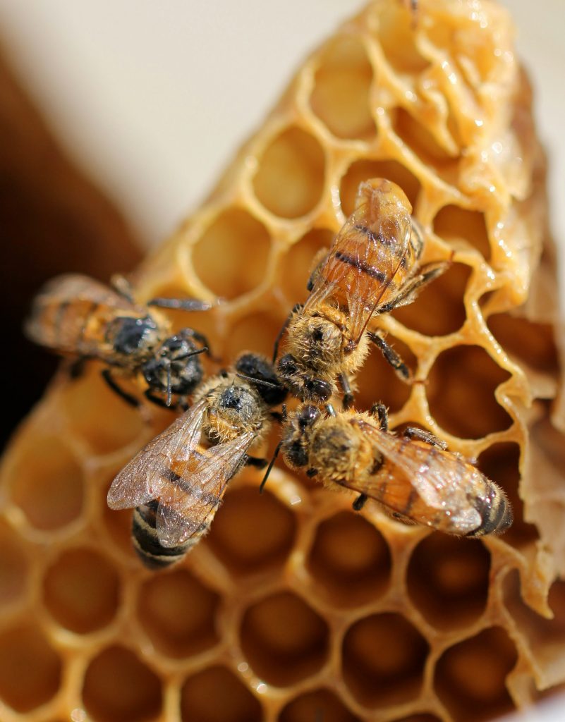 World Bee Day on May 20 celebrates the importance of bees 3 Bees by Shelby Cohron