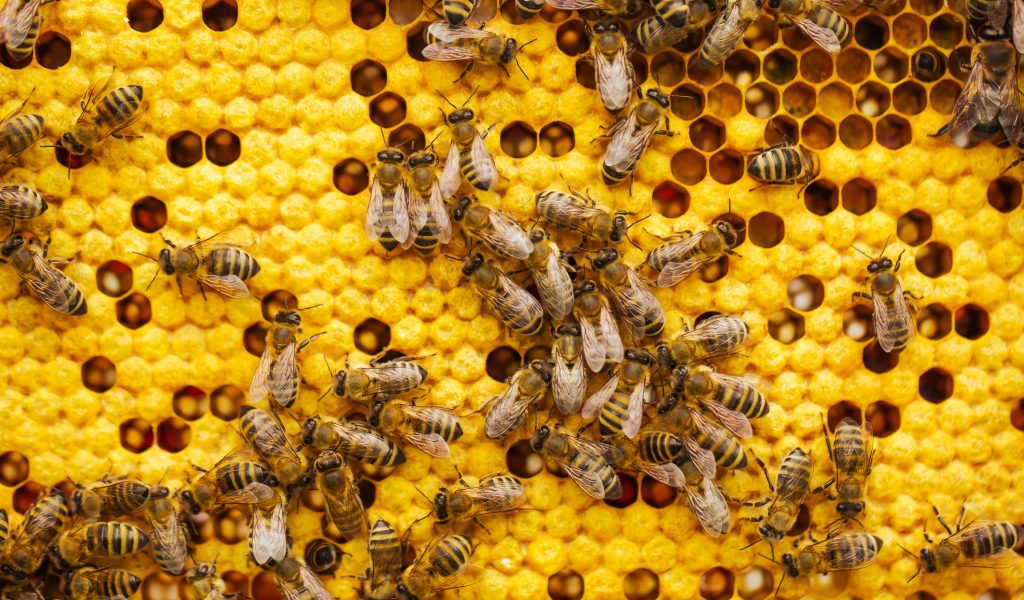 World Bee Day on May 20 celebrates the importance of bees 2