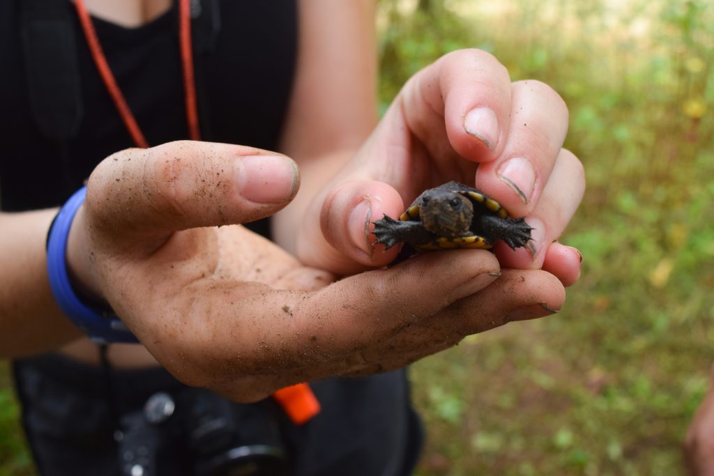 The Challenge of Plastic, Sea Turtles and Clean Seas in Costa Rica 2