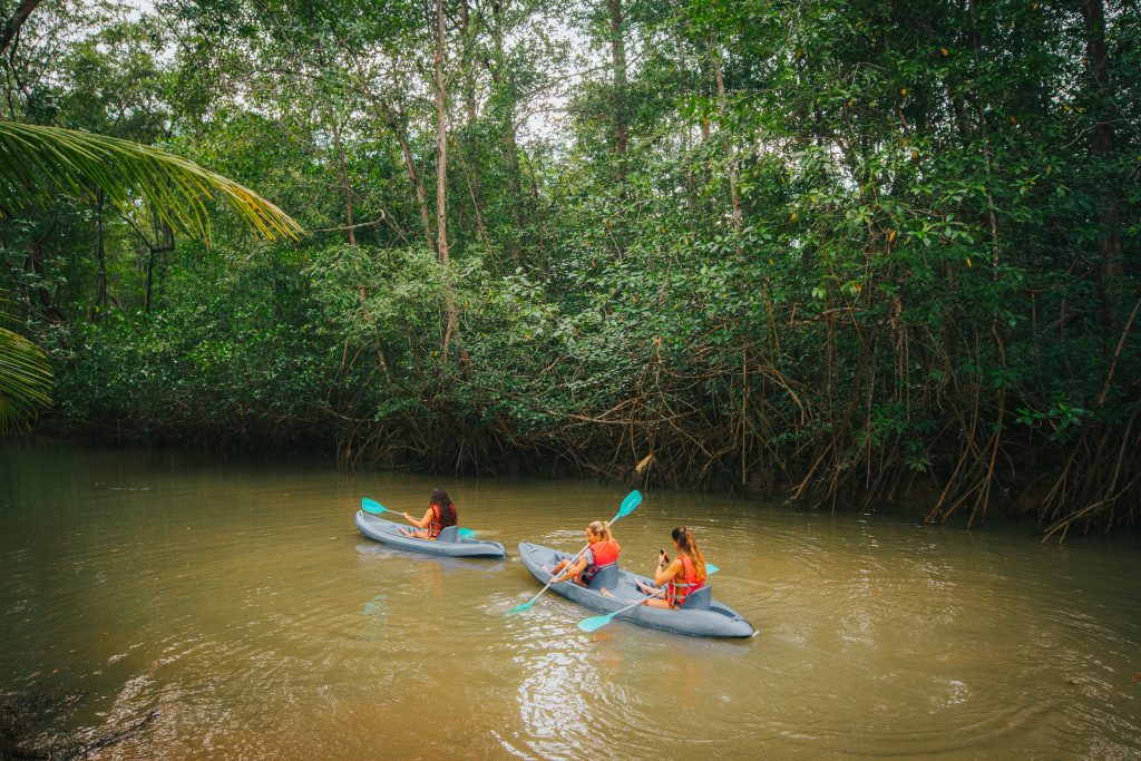 Why We Need to Protect the World’s Mangrove Forests 5