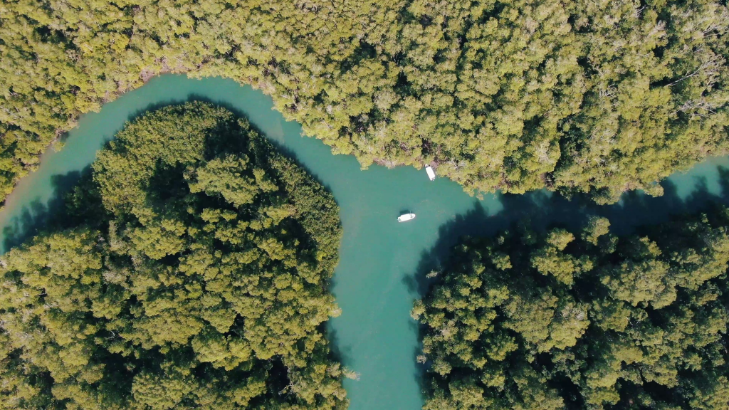 Why We Need to Protect the World’s Mangrove Forests 3 Damas mangrove