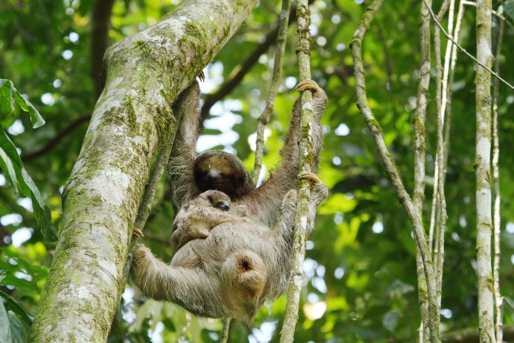 Three toed sloth