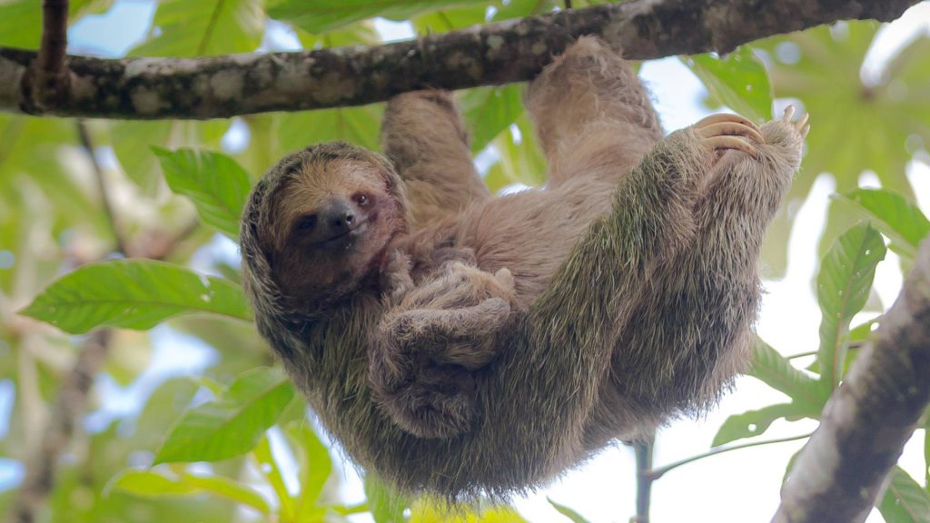 Because we all love sloths