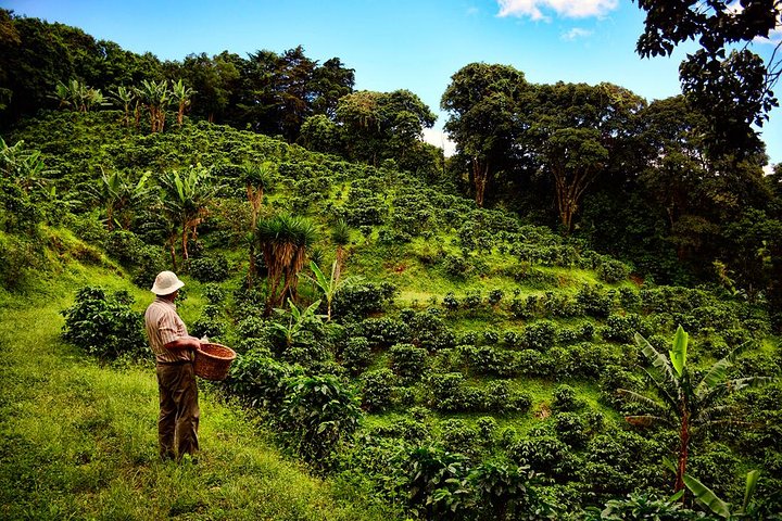 Costa Rica Coffee: Why It's Among the World's Best (And Where to Taste It) 2 Don Juan Coffee Tour