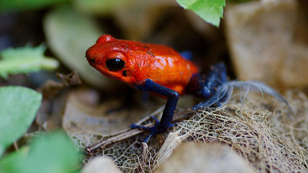 12 Facts About Costa Rica's Rainy Season 3 Blue Jean Frog