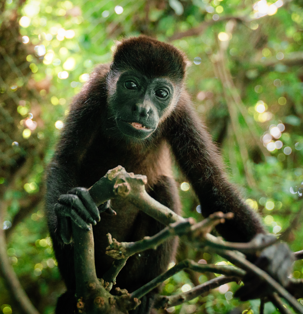 Howler Monkey in Sibu Wildlife Refugee 