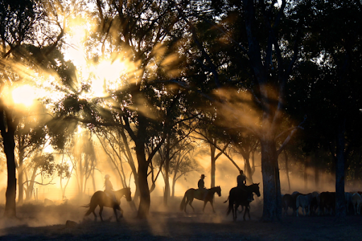 Horseback Riding in Nosara