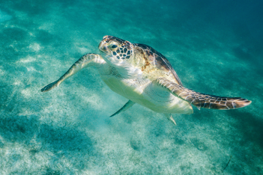 Carey Turtle