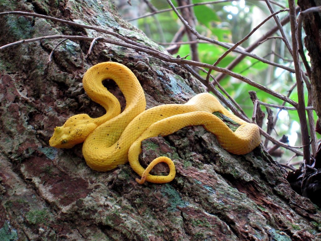 South Park's Take on Costa Rica 4
Yellow Eyelash Viper (also called Palm Viper or Pit Viper - Bothriechis schlegelii - Spanish Toboba de Pestaña, Bocaracá o Oropel) Gandoca Manzanillo Wildlife Refuge