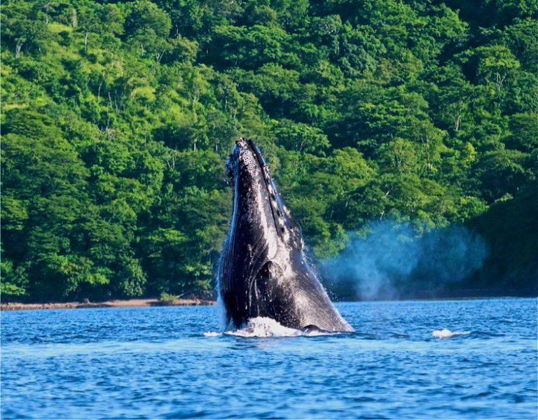 A Guide to Animal Watching in Costa Rica