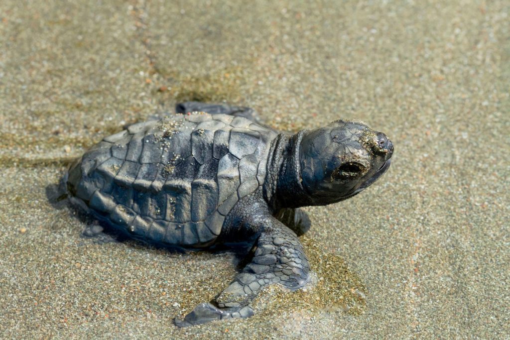 The best beaches in Costa Rica 7 Las Baulas National Park