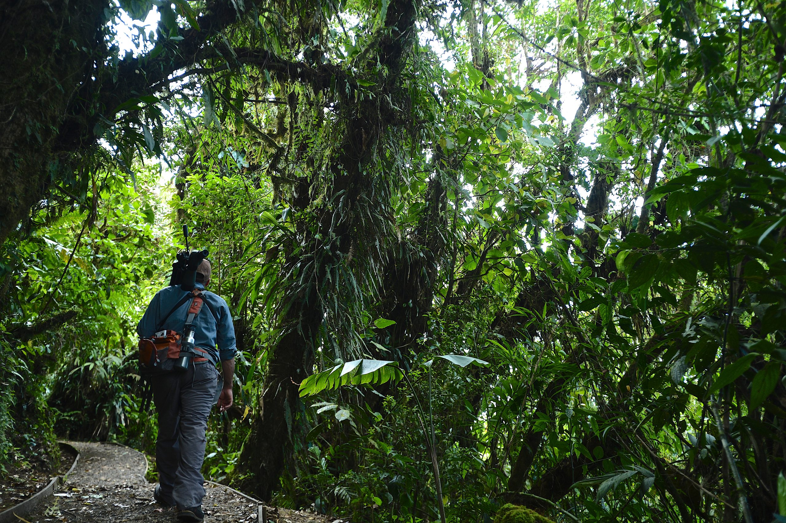 Costa Rica Rainy Season Travel: Why the Green Season is Ideal for Nature Lovers and Seniors 8 Monteverde reserve