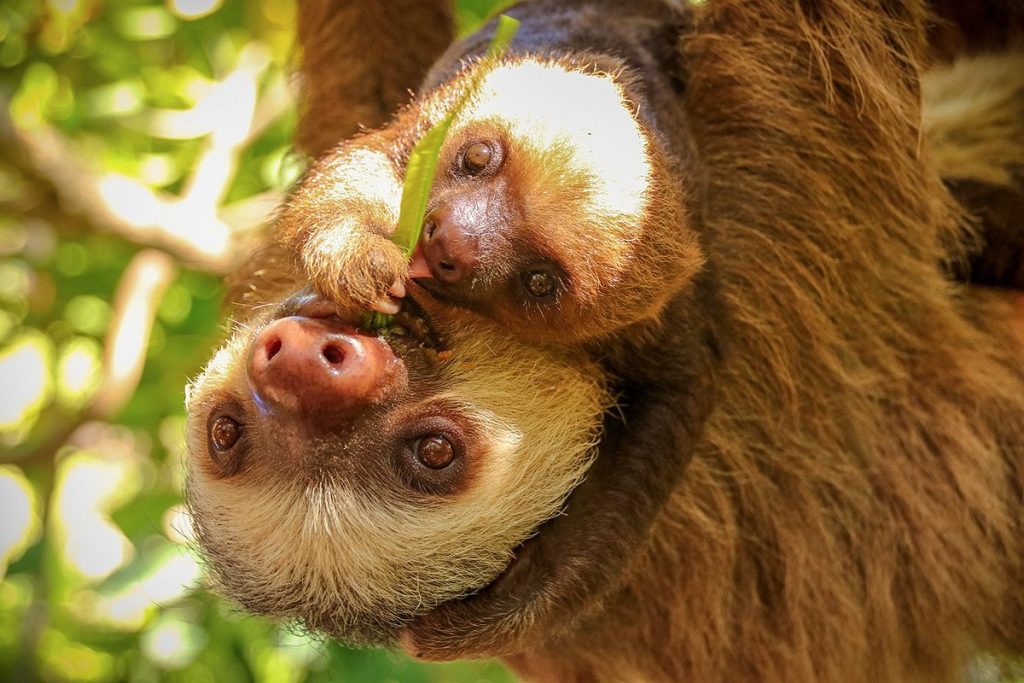 Costa Rica Rainy Season Travel: Why the Green Season is Ideal for Nature Lovers and Seniors 7 Two toed Sloth
