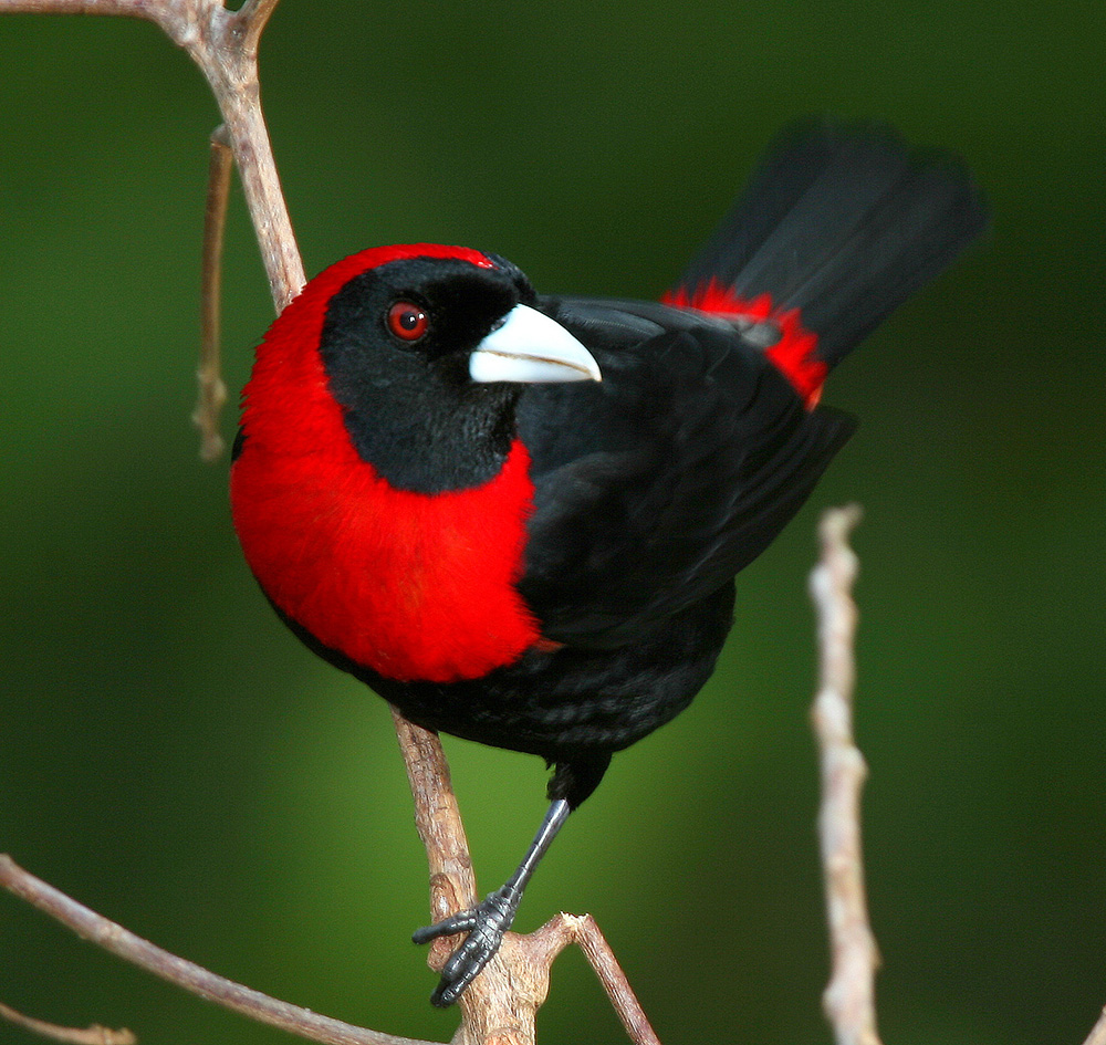 Costa Rica Rainy Season Travel: Why the Green Season is Ideal for Nature Lovers and Seniors 4 Crimson collared tanager