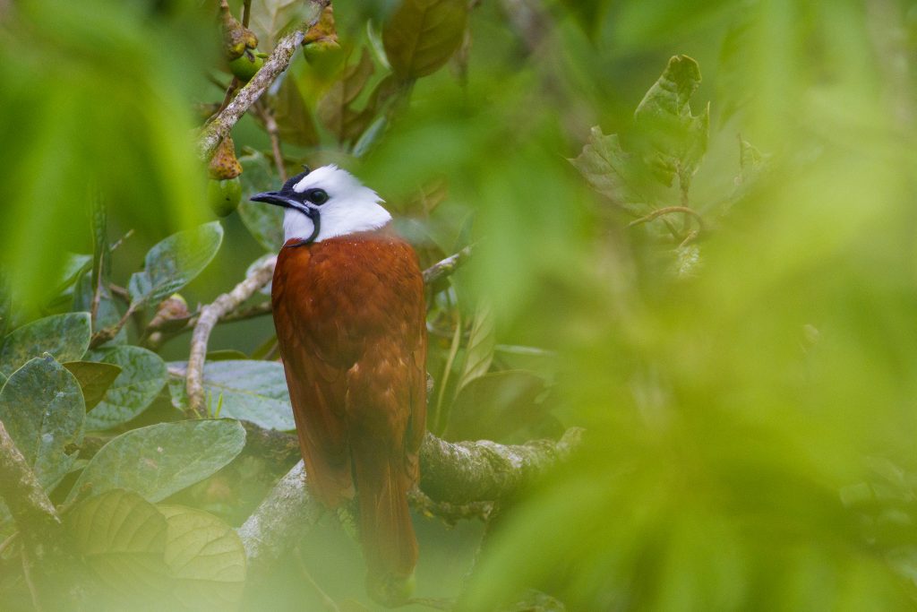 The iconic Three-wattled Bellbird with its distinct white head and chestnut plumage, a highlight of Horizontes Nature Experiences cloud forest tours