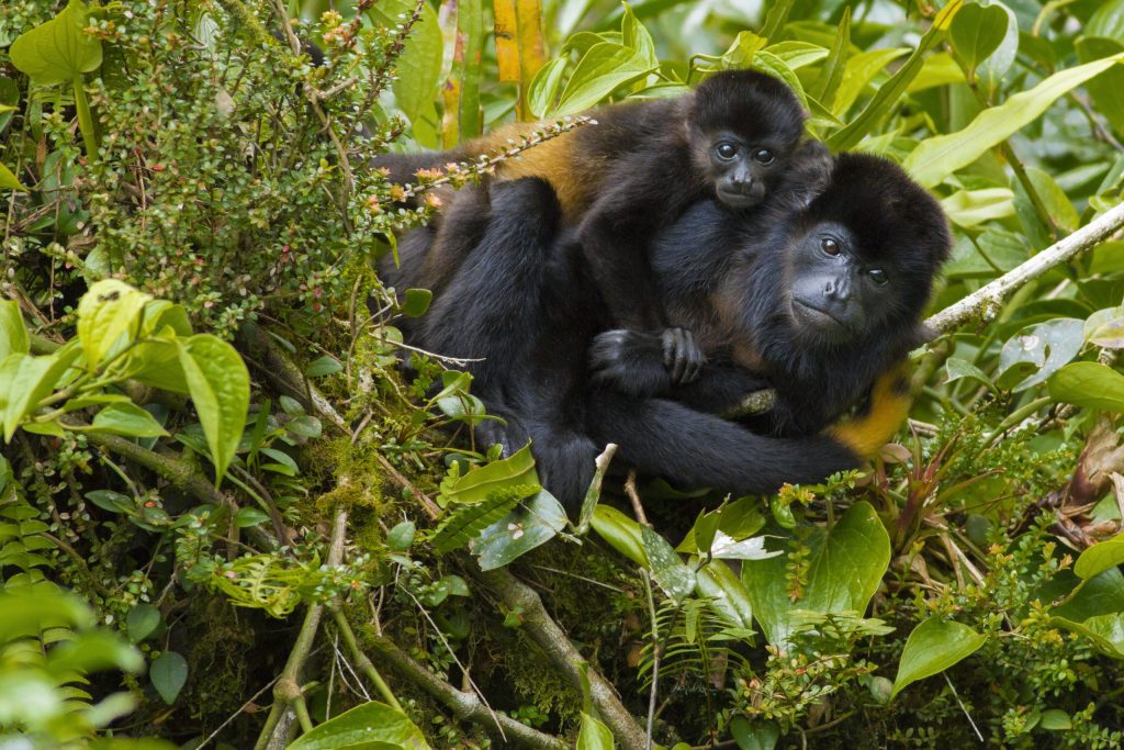 Howler Monkeys