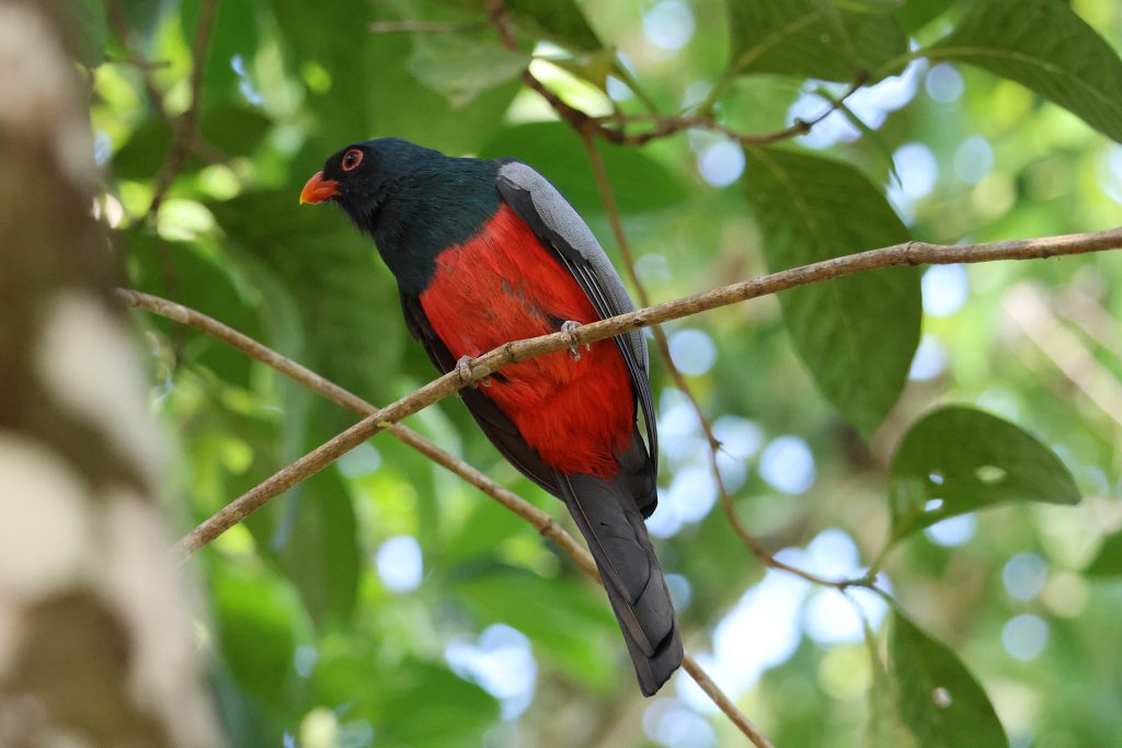 Slaty-tailed Trogon with its bright red belly perched in the canopy, a beautiful addition to Horizontes Nature Experiences tours.