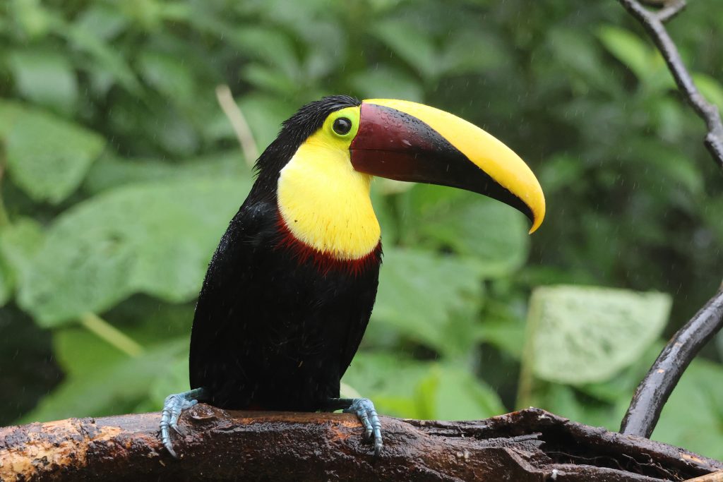 A Yellow-throated Toucan perched on a damp branch, a magnificent sighting on a Horizontes Nature Experiences birdwatching journey.