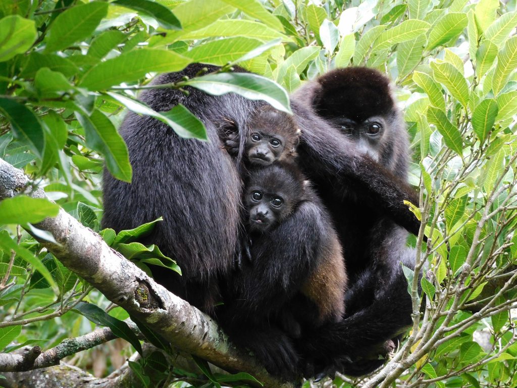 Howler Monkeys at Dawn. Ancient Stone Spheres. A Rainforest Entirely to Yourself. This Is Costa Rica Without the Crowds.