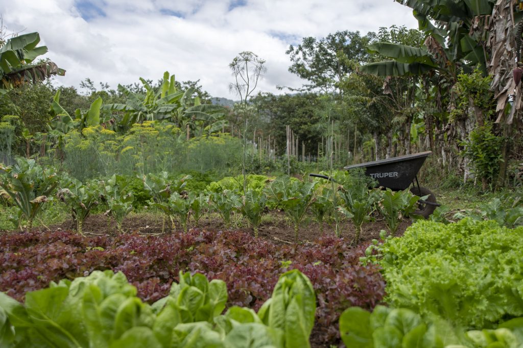 Garden