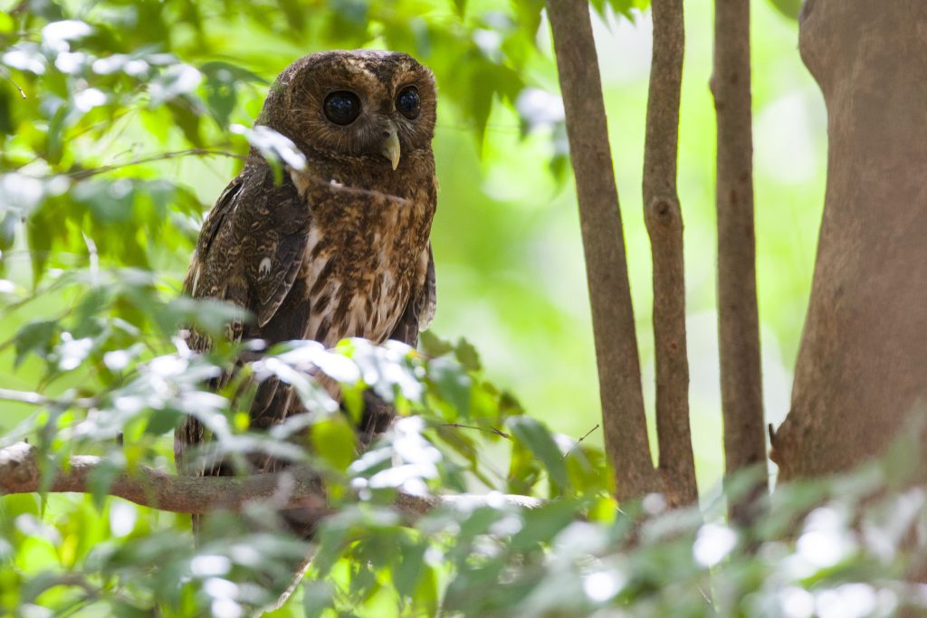 A Mottled Owl with large dark eyes resting camouflaged in a tree during the day, a special find with Horizontes Nature Experiences guides.