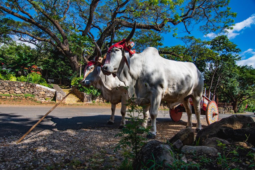 hotel bulls