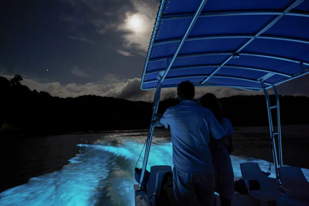 Bioluminescence tour