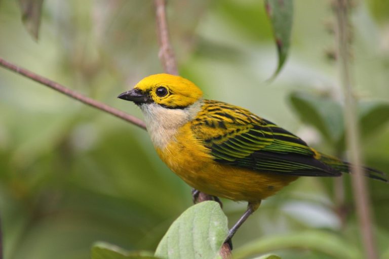 Birdwatching Journey Through Costa Rica