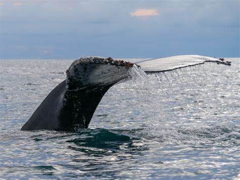 Ballena