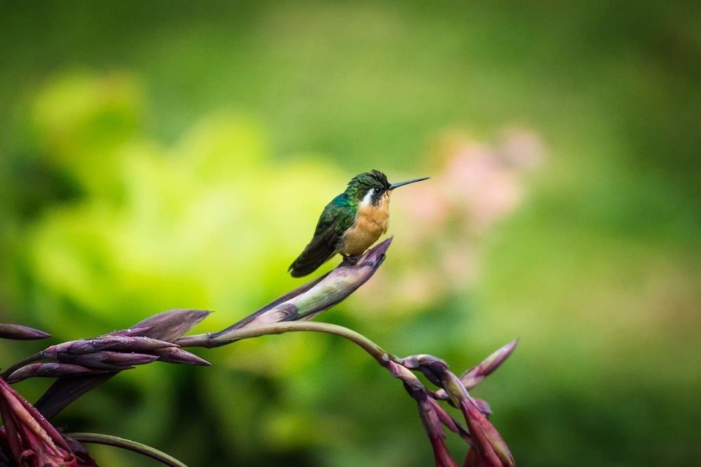 A small hummingbird with green feathers and a peach-colored chest perched on a purple flower bud with a blurred green background.