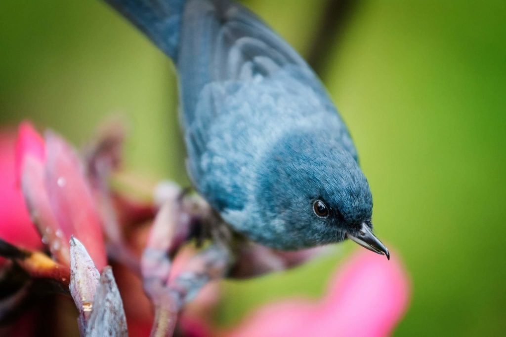hummingbird