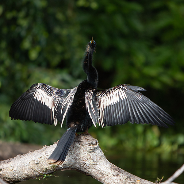 aninga bird