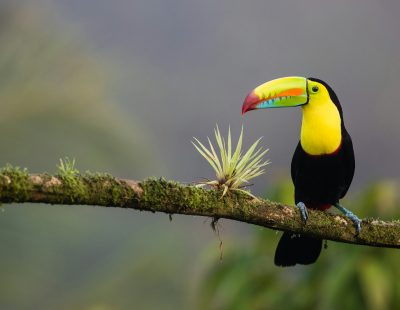 Image of a exotic bird