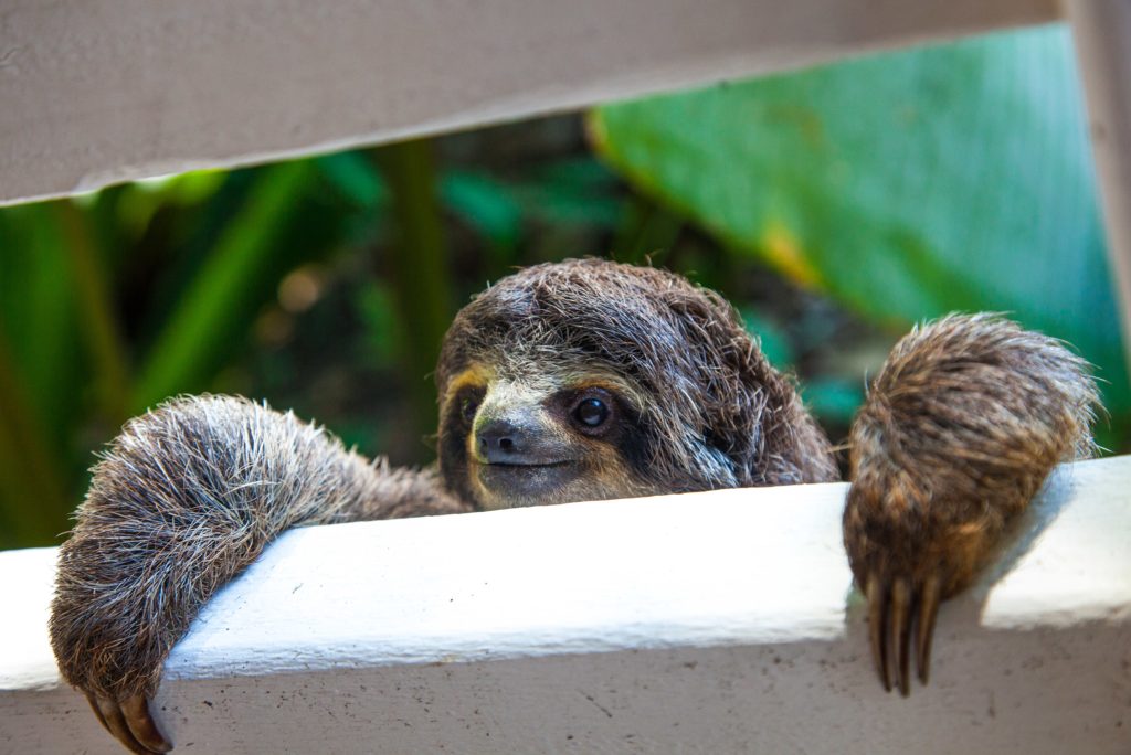 sloth
