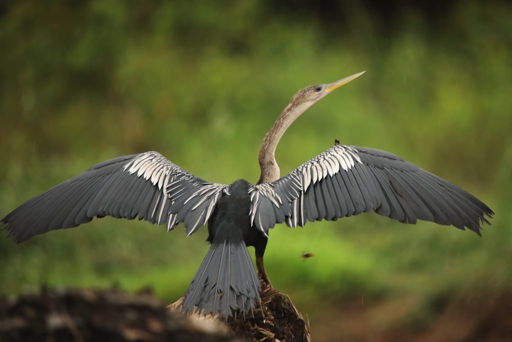 Anhinga with wings spread to dry, a behavior frequently observed on guided birdwatching tours with Horizontes Nature Experiences in regions like Caño Negro.