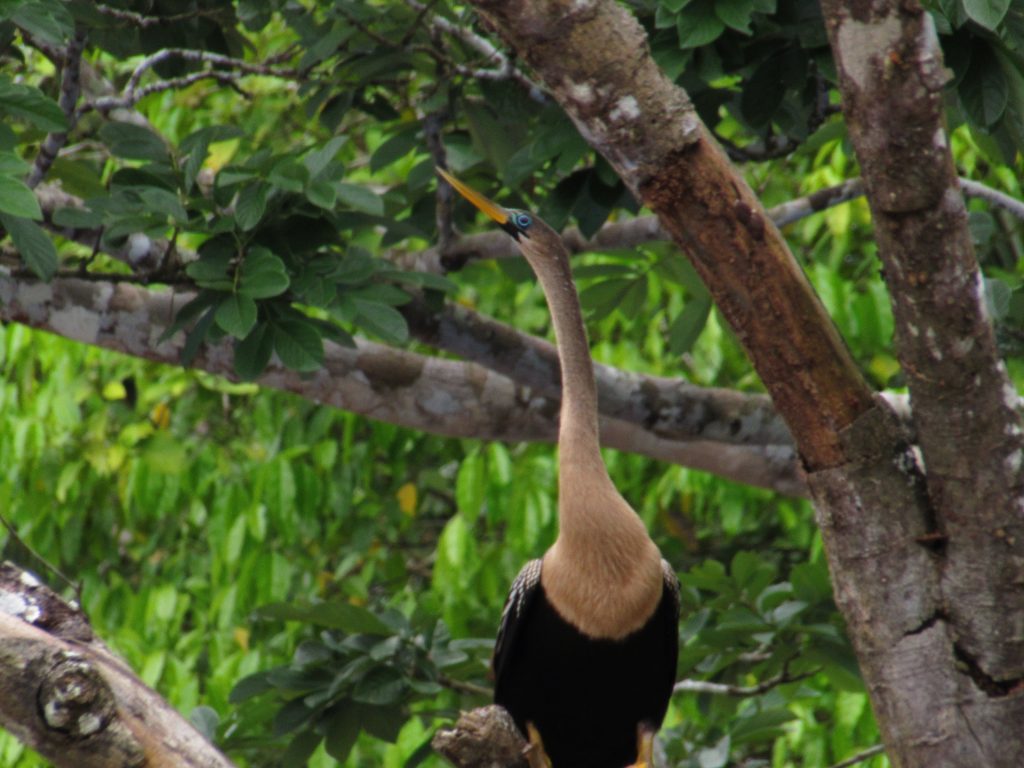 Anhinga, also known as a snakebird, perched in a tree, a common sight on the Northern Costa Rica Birdwatching Experience by Horizontes.