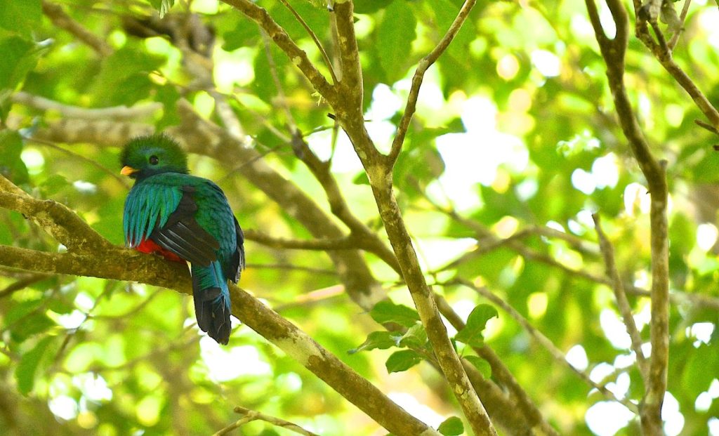 quetzal in curi cancha