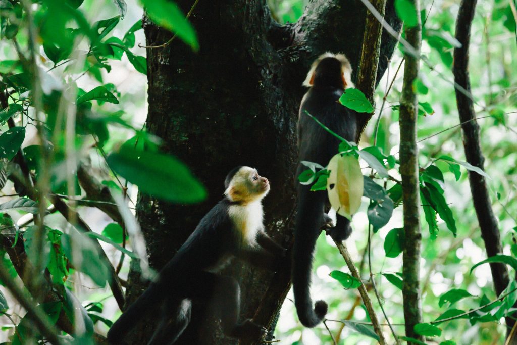 Two White-faced Capuchin Monkeys climbing a tree in the dense Costa Rican rainforest, a common wildlife sighting on family adventure tours with Horizontes Nature Experiences.