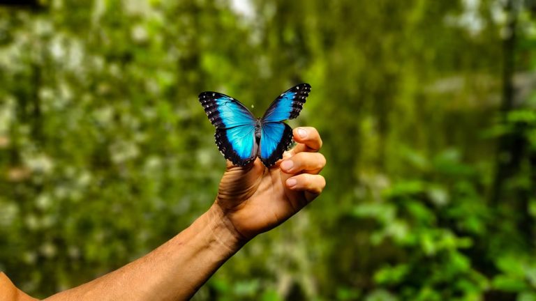 Pierella Garden morpho butterfly