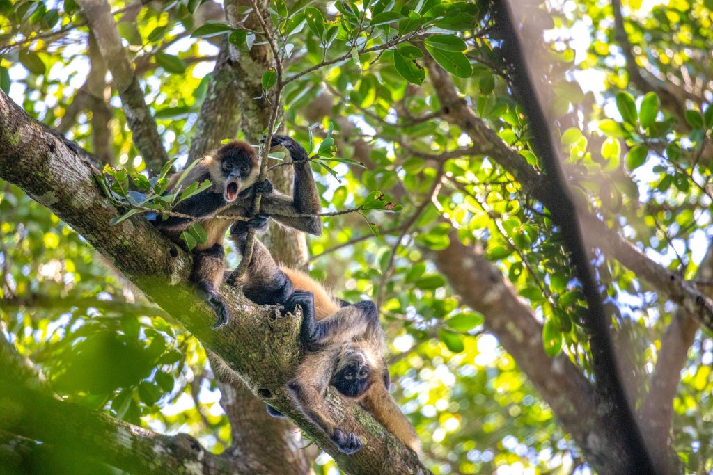 Two spider monkeys in a tropical tree; one sitting with its mouth open while another hangs upside down from a branch.