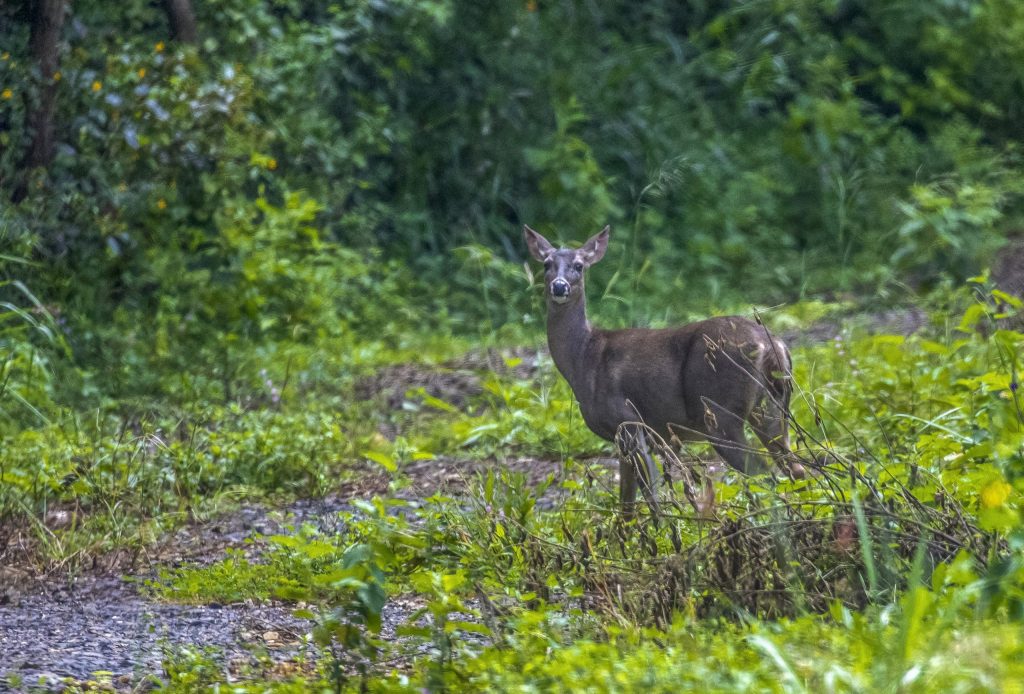 A White-tailed deer standing alert on a dirt path surrounded by lush green tropical forest and foliage.