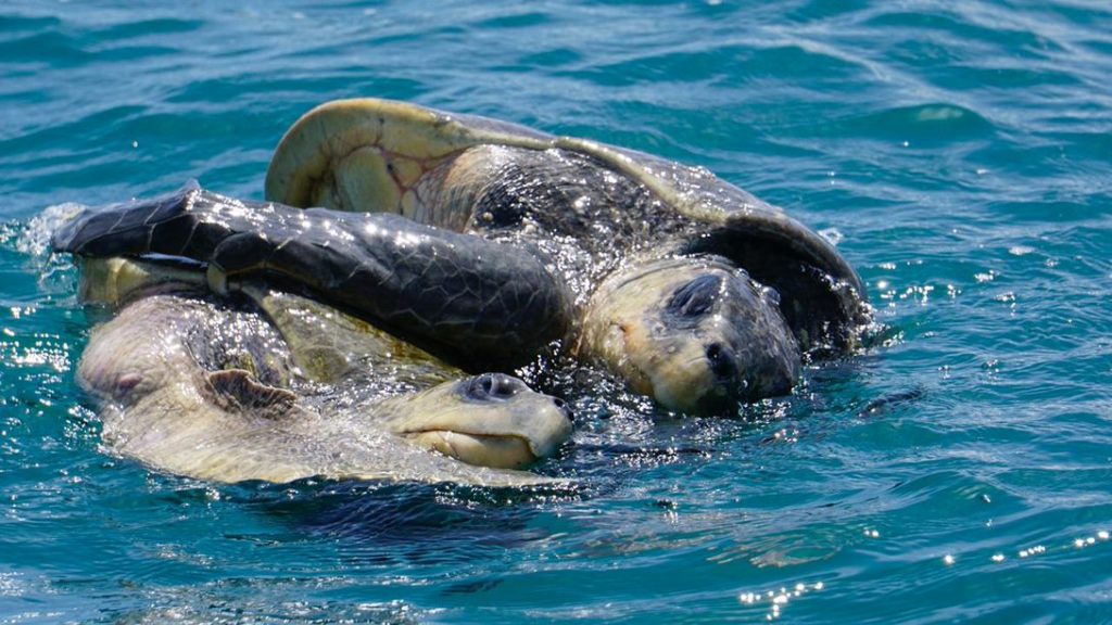 Turtles Mating
